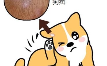 当泰迪遇上皮癣：如何选择正确的治疗药物