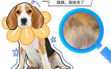 狗狗头上掉毛变秃了还有皮屑，应该怎么处理？