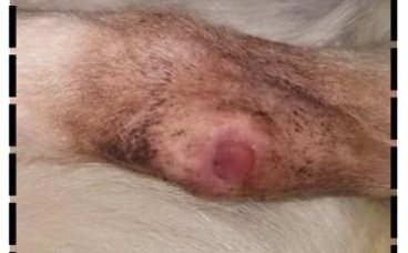 狗狗皮肤病溃烂？急救指南助你速愈！