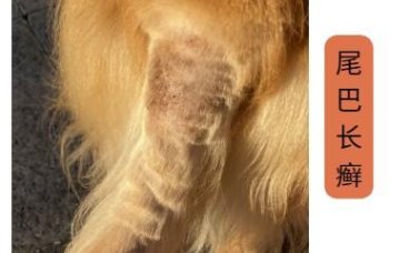 面对狗尾巴脱毛与癣症，主人必知的处理妙招