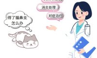 治疗猫鼻支只吃泛昔洛韦效果如何？