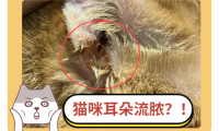 猫咪耳朵流出类似脓液的东西！这是怎么回事？！