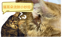 猫耳朵流脓治疗小妙招，建议收藏备用~