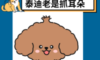 【氧宠科普】泰迪耳朵痒老是抓和摇头用什么药？