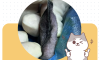不开刀，猫咪耳血肿的家庭疗法有哪些？