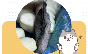 不开刀，猫咪耳血肿的家庭疗法有哪些？
