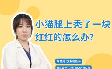 小猫腿上秃了一块红红的怎么办？