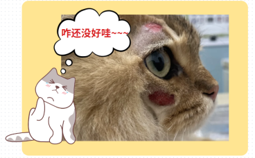 一般猫癣多久会好？怎么看它是不是快好了？