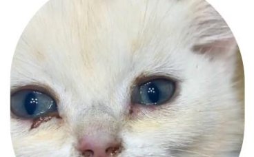 猫鼻支怎么治疗恢复最快？