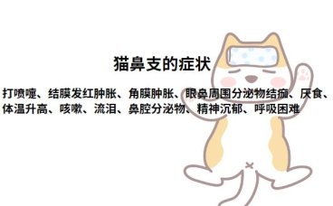 警惕！猫鼻支七大征兆，早发现早治疗！