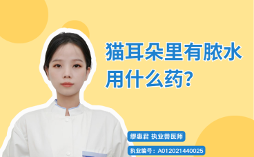 【宠医科普】猫耳朵里有脓水用什么药？