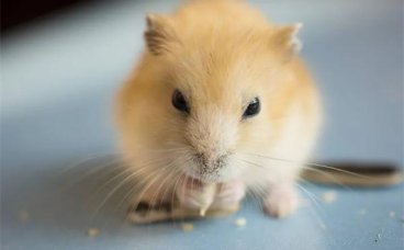 仓鼠指甲太长怎么办？