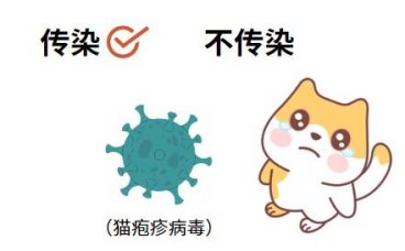 猫鼻支会不会传染给其他猫咪？