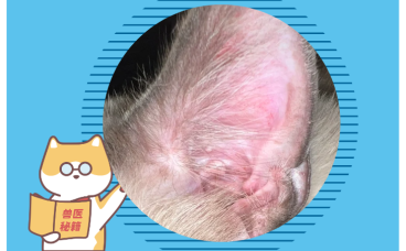 狗狗耳朵里全是红的，该用什么药?