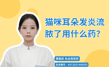 【宠医科普】猫咪耳朵发炎流脓了用什么药？