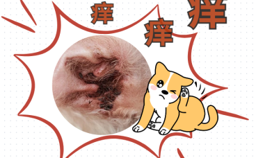 狗狗感染耳螨，耳朵痒老是抓用什么药？