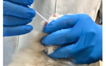 猫咪得了猫鼻支在家怎么治疗？