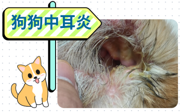 养宠速看！狗狗中耳炎用什么药治疗最好最快？