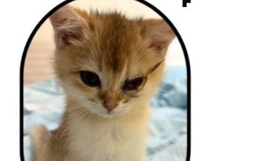 幼猫感染猫疱疹病毒怎么治？