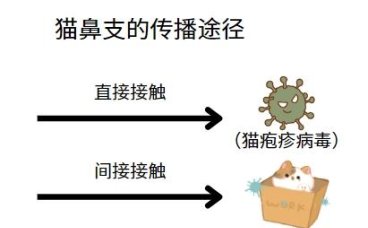 宠物主必知：猫鼻支的传染性揭秘