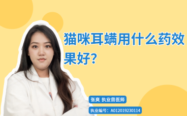 【宠医秘籍】猫咪耳螨用什么药效果好？