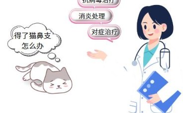 治疗猫鼻支只吃泛昔洛韦效果如何？