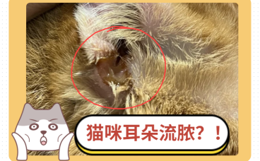 猫咪耳朵流出类似脓液的东西！这是怎么回事？！