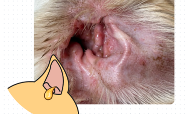 【居家版】狗狗耳朵流脓用什么药最好？