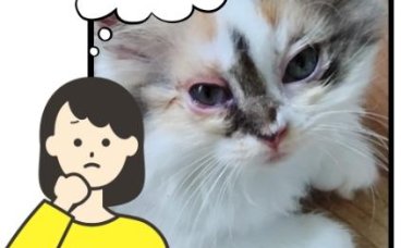 猫鼻支困扰猫咪？这些方法或许能帮你轻松应对！