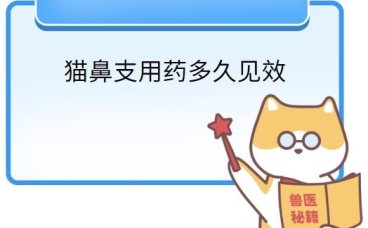 宠物主人必看：猫鼻支用药几天见效？专家揭秘真相！