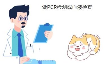 幼猫患上猫鼻支用什么药最有效？