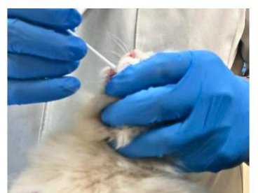 猫咪得了猫鼻支在家怎么治疗？