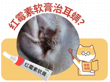 用红霉素软膏治疗狗狗耳螨？打住，红霉素不是万能的！