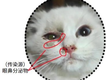 猫疱疹病毒的传播途径有哪些？