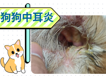 养宠速看！狗狗中耳炎用什么药治疗最好最快？