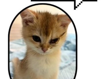 幼猫感染猫疱疹病毒怎么治？