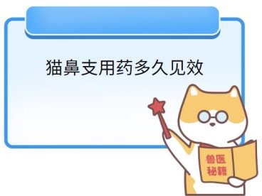 宠物主人必看：猫鼻支用药几天见效？专家揭秘真相！