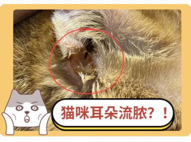 猫咪耳朵流出类似脓液的东西！这是怎么回事？！