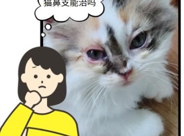 猫鼻支困扰猫咪？这些方法或许能帮你轻松应对！