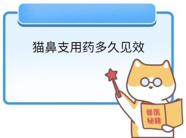 宠物主人必看：猫鼻支用药几天见效？专家揭秘真相！