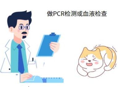 幼猫患上猫鼻支用什么药最有效？
