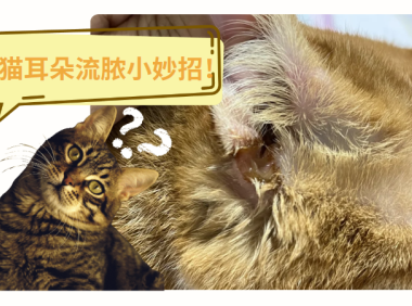 猫耳朵流脓治疗小妙招，建议收藏备用~