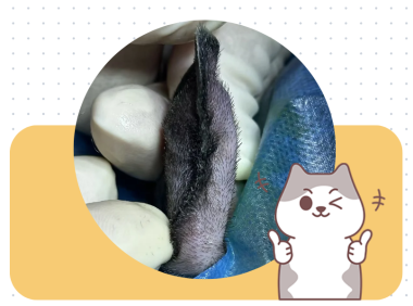 不开刀，猫咪耳血肿的家庭疗法有哪些？