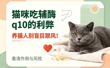 猫咪吃辅酶q10的利弊详解，养猫人别盲目跟风
