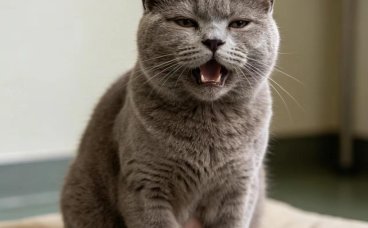 猫支气管哮喘是什么？猫哮喘的症状与家庭管理