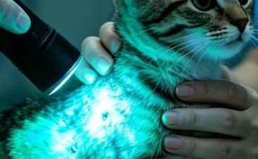 入秋后猫癣为什么容易复发?铲屎官必看
