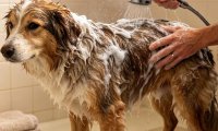 犬猫多久洗一次澡合适？洗澡过勤、太少都伤皮肤