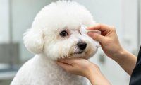 犬猫泪痕反复擦不干净？频繁擦拭不如找准根源