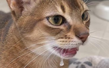 犬猫牙吸收怎么护理？宠物进食疼痛、流涎要警惕