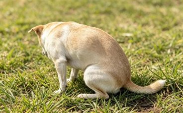 犬猫粪便颜色异常代表什么?